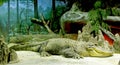 Dwarf crocodile 1
