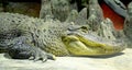 Dwarf crocodile 2