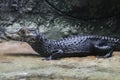 Dwarf crocodile black color in zoo