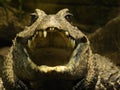 Dwarf Crocodile (Osteolaemus tetraspis)
