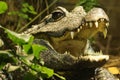 Dwarf Crocodile (Osteolaemus tetraspis)