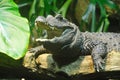 Dwarf crocodile (Osteolaemus tetraspis)