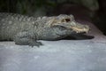 Dwarf crocodile Osteolaemus tetraspis