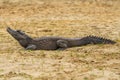 Dwarf crocodile Osteolaemus tetraspis