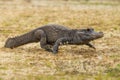 Dwarf crocodile Osteolaemus tetraspis