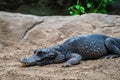 Dwarf crocodile Osteolaemus tetraspis in zoo Barcelona