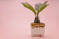 Dwarf cycads in white ceramic pots on a pink background Royalty Free Stock Photo