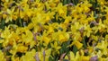 Dwarf daffodils. Yellow flowers for patio  garden  balkon  park  home. Close up Royalty Free Stock Photo