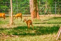 Dwarf Deer at Vinpearl Safari and Conservation Park on Phu Quoc Island, Vietnam.