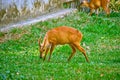 Dwarf Deer at Vinpearl Safari and Conservation Park on Phu Quoc Island, Vietnam.