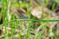 Dragonfly Royalty Free Stock Photo