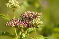 Dwarf elder buds ready to bloom closeup view with selective focus on foreground Royalty Free Stock Photo