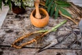 DWARF ELDER Root Dried ORGANIC Bulk Herb. Elder herbaceous - a medicinal plant used to treat rheumatism, gout, tumors