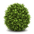 Dwarf english boxwood isolated on white