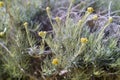 Dwarf everlast or Immortelle (Helichrysum arenarium) Royalty Free Stock Photo