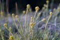 Dwarf everlast or Immortelle (Helichrysum arenarium) Royalty Free Stock Photo