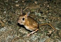 Dwarf Fat-tailed Jerboa (Pygeretmus pumilio) Royalty Free Stock Photo