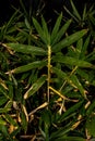 Dwarf Fernleaf Bamboo Royalty Free Stock Photo