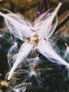 Dwarf fireweed