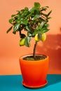 Dwarf flowerpot houseplant lemon in big terracotta pot, decorative tree with yellow fruit, studio photoshoot