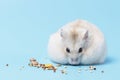 Dwarf fluffy hamster eats grain on blue background front view. Royalty Free Stock Photo