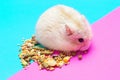 Dwarf fluffy hamster eats grain on pink and blue background, side view Royalty Free Stock Photo