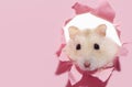 Dwarf fluffy hamster looks through pink torn paper close-up.