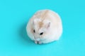 Dwarf fluffy hamster sitting on a blue background close-up. Royalty Free Stock Photo