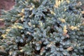 Dwarf form of flaky juniper ( (Juniperus squamata Royalty Free Stock Photo