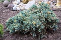 Dwarf form of flaky juniper ( (Juniperus squamata Royalty Free Stock Photo