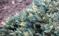 Dwarf form of flaky juniper ( (Juniperus squamata Royalty Free Stock Photo