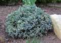 Dwarf form of flaky juniper ( (Juniperus squamata Royalty Free Stock Photo