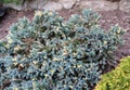 Dwarf form of flaky juniper ( (Juniperus squamata Royalty Free Stock Photo