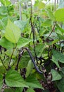 Dwarf French beans with dark purple pods in an allotment
