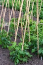 Dwarf French Beans in allotment