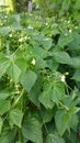 Dwarf French green beans plants