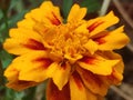 Dwarf French marigold bright yellow red colored on my balcony in late november in macro view