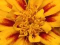 Dwarf French marigold vibrant yellow red colored on my balcony in late november in macro view