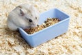 Dwarf furry hamster eats food next to feeder on sawdust background Royalty Free Stock Photo