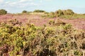 Dwarf furze plants with heathers in English heathlands Royalty Free Stock Photo