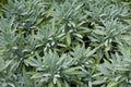 Dwarf Garden Sage 820232