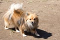 The Dwarf German Spitz, also known as Pomeranian Lulu Royalty Free Stock Photo