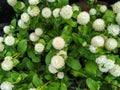 Dwarf Globe Amaranth (Gomphrena Globosa)