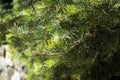 Dwarf Globe Scots Pine Pinus sylvestris Globosa Nana evergreen shrub. Green needles with drops of rain. Macro Royalty Free Stock Photo