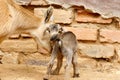 Dwarf Goat standing with his mom Royalty Free Stock Photo