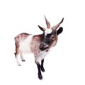 Dwarf goat on the white