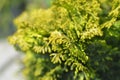 Dwarf golden Hinoki cypress Royalty Free Stock Photo