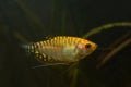 Dwarf gourami, artificial selection form of Trichogaster chuna, freshwater aquatrade species from Asia, nano tank best choice Royalty Free Stock Photo