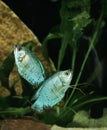 Dwarf Gourami, colisa lalia