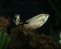 Dwarf Gourami, colisa lalia